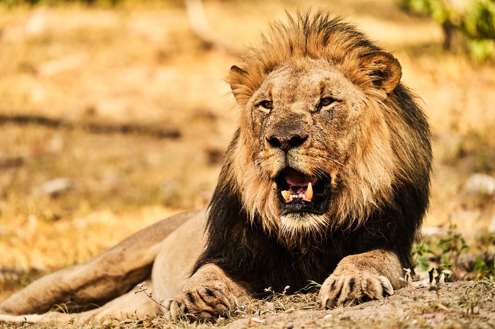 Authentic Africa Experiences